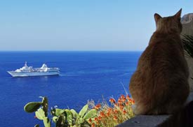 MV Aegean Odyssey and Corsican cat