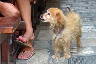 Puppy at Dubrovnik restaurant
