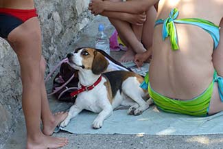 Beagle in Hvar, Croatia