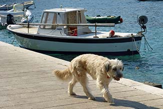 Dog on Hvar waterfront