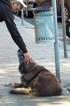 Dog in Savona, Italy