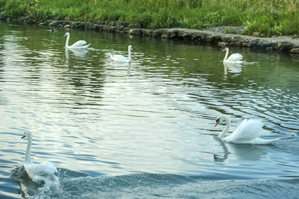 Swans on River Main