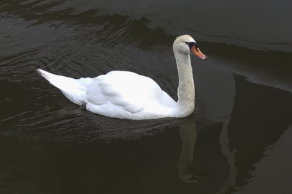 Swan in Wertheim am Main