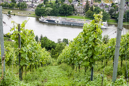 River ships and vineyards, Bernkastel-Kues