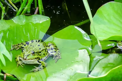 Frog in Erlangen Botanical Garden
