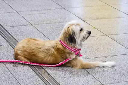 Dog in Hauptbahnhof, Erlangen
