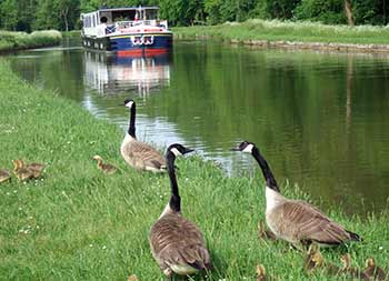 Barge, canal, and geese