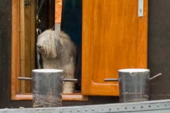 Bearded Collie in Moret-sur-Loing
