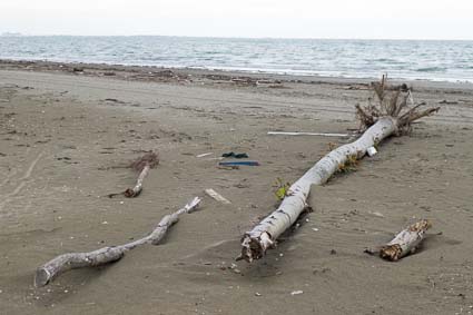 Driftwood on beach at Alberoni