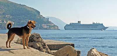 Dubrovnik dog and COSTA VICTORIA