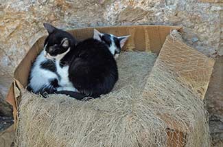 Cats in Dubrovnik's Old Harbour