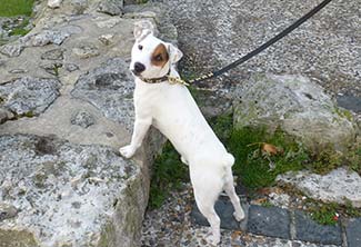 Dog on ruined foundations of St-Saveur Church, Rouen