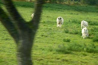 Normandy countryside with cattle