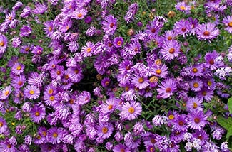 Purple flowers at Giverny