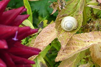 Snail in Clos Normand at Giverny