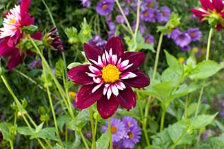 flowers at Giverny