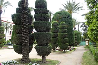 Topiary in Parque Genoves in Cadiz