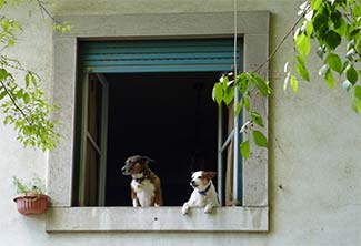 Dogs in Lisbon