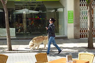 Dog in Maó, Menorca
