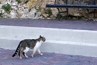 Cat in Port Mahon, Balearic Islands