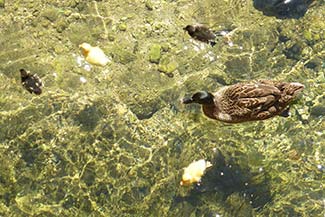 Mother duck and ducklings in Soller, Mallorca