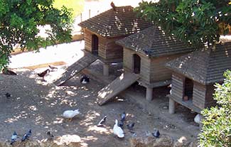 duck houses photo