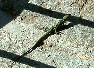 Santavenere Hotel lizard photo