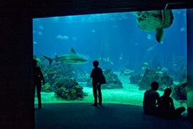 lisbon oceanario lisboa oceanarium portugal oceanrio tank visitors lower huge fish above central level face