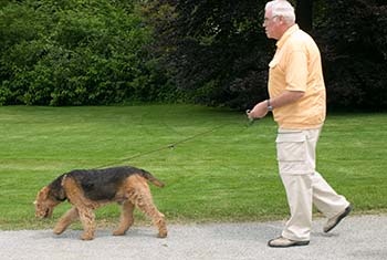 Dog walking on island of Mainau, Germany