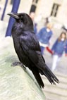 Raven, Tower of London