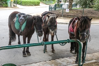 Ponies in Parc Montsouris