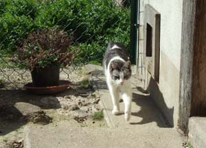 Cat welfare organization at Le Cimetire des chiens d'Asnires-sur-Seine