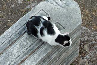 Cat on Roman column