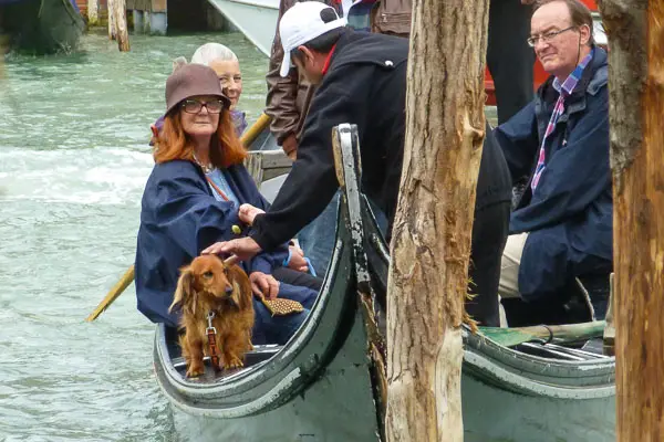 Dog on traghetto in Venice.
