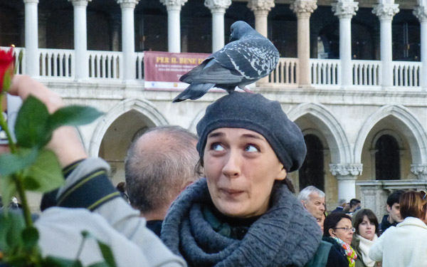 Pigeon and friend - St. Mark's Square - Venice, Italy