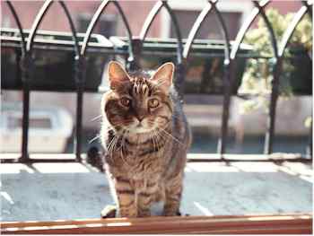 Neno: Venice's oldest cat?