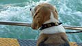 Beagle on vaporetto
