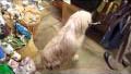 Venice pet shop