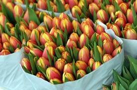 Tulips in Amsterdam Flower Market