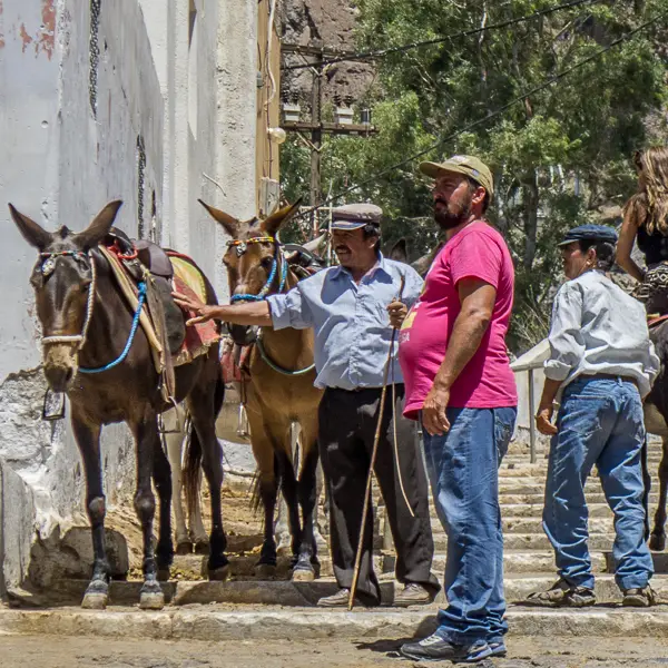 On the Greek island of Santorini, donkeys carry cruise-ship passengers and other visitors between the port and the center of town. The trip is fun for the tourists, but not so much for the donkeys.