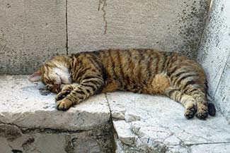 Cat nap in Dubrovnik