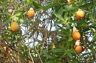 Oranges in Dubrovnik