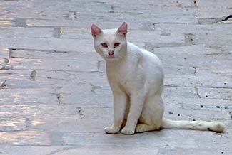 Cat in Dubrovnik