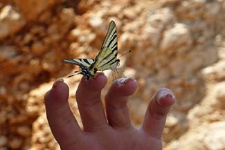 Butterfly on British tourist's finger - Mount Srd