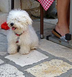 Dog in Hvar's Pjaca