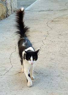 Cat in Pomena, Mljet