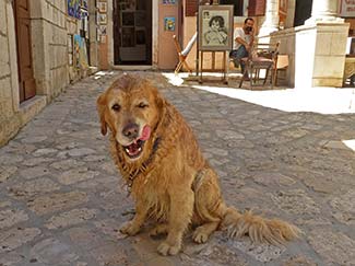 Dog licking chops in Rab