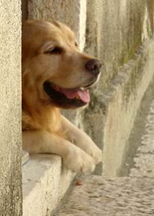 Rab, Croatia dog
