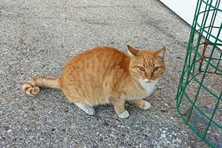 Cat at Marseille Cruise Terminal