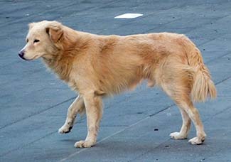 dog in downtown Naples, Italy